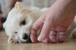 White Bichon Puppy playing on floor