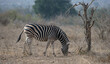 Burchell's zebra (Equus burchelli)  Kruger National Park, South Africa