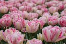 Macro Close Up Of Double Flowering Foxtrot Tulips In Pink Color, Netherlands, North Holland, Flower Bed