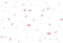 Sakura Petals. Cherry Petals Backdrop