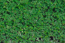 Small Green Leaves Of Plant On The Ground 