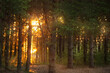 Bright rays of the evening sun. Highlights in the green branches of coniferous trees in the forest