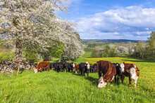 Grazing Cattle In A Beautiful Countryside