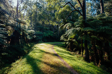 Canvas Print - O'Shannassy Aqueduct Trail near Warburton in Victoria Australia