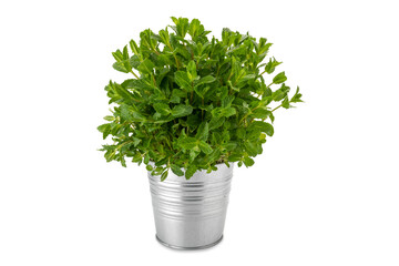 Mint plant in vase tin isolated on white background, copy space