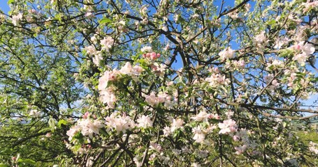 Wall Mural - Apple tree blossom at orchard on sunny spring day. Nature landscape. Blue sky in background. Closeup view. 4K video footage.