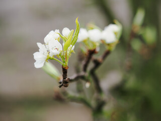 Wall Mural - White pear blossoms on a tree branch.