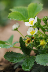 Sticker - White strawberry flowers with green leaves in the garden.