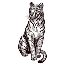 Tiger Sitting Engraved In Isolated White Background. Vintage Wild Animals In Hand Drawn Style.
