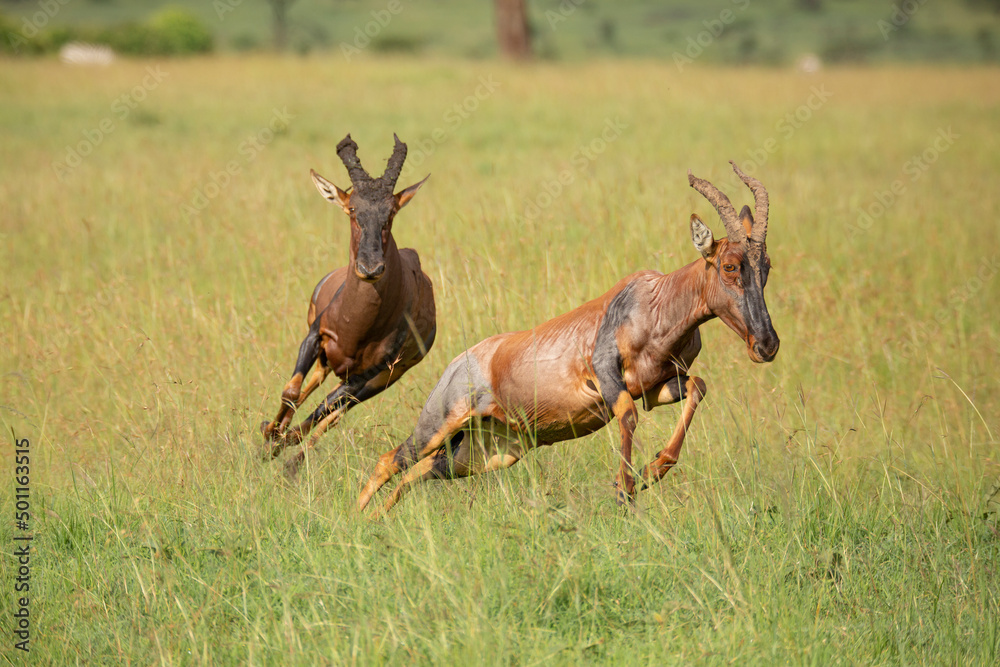 Two topi in tall grass of the bush running and chasing each other ...