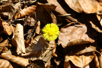 Wall Mural - Blooming wild coltsfoot in early spring in nature during a sunny day.