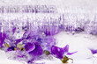 Violets flower in ice