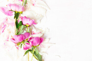 Wall Mural - abstract border of beautiful pink and white peony flowers with copy space for your text top view and