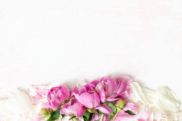 Wall Mural - abstract border of beautiful pink and white peony flowers with copy space for your text top view and