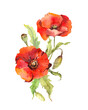 Red poppy flowers bouquet. Watercolor botanical illustration