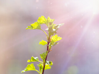 Wall Mural - A branch with young leaves in close-up. The concept of the arrival of spring, renewal, new life.