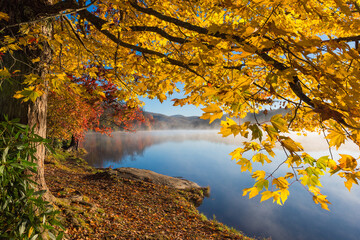 autumn maple tree along the shore of price lake along the blue ridge parkway in north carolina