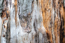 Photo Of A Pine Tree Trunk Without Bark Close Up