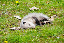 Playing Possum? (Opossum - Disambiguation)