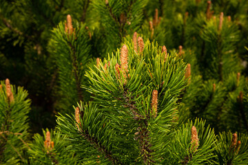 Wall Mural - Young shoots of pine in sunny weather in the botanical garden