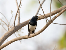Oriental Magpie-robin Beautiful Black And White Perching Bird From Asian Woodlands, Madhya Pradesh, India
