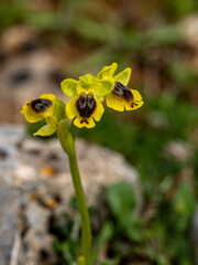 Poster - Orchidee