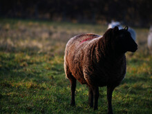 Solitary Black Sheep In Rugged Countryside Farmers Medium Shot
