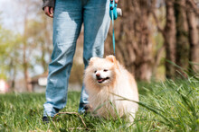 Person With A White Fluffy Cute In Leash Pomeranian. A Green Park In The Background. Walking With The Dog