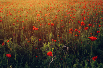 Fotomurales - Red common poppy flowers in grass field meadow in spring