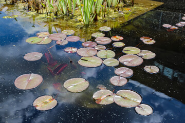 lush green and purple lily pads floating on top of silky green water in a pond at the Atlanta Botanical Garden in Atlanta Georgia USA