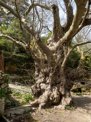 Wall Mural - Baum