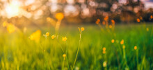 Abstract Soft Focus Sunset Field Landscape Of Yellow Flowers And Grass Meadow Warm Golden Hour Sunset Sunrise Time. Tranquil Spring Summer Nature Closeup And Blurred Forest Background. Idyllic Nature