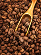 Coffee beans background and wooden spoon with coffee