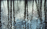 Fototapeta Kwiaty - tree reflections on water in winter