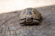 © serikbaib - turtle on the grass outdoors