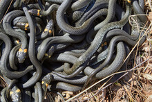 Tangle of snakes after hibernation