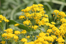 Yellow Flowers Of Basket-of-gold Plant Or Aurinia Saxatilis (syn. Alyssum Saxatile) In Garden