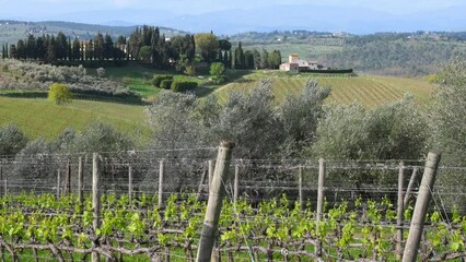 Wall Mural - The olive trees move in the wind with a typical Tuscan landscape in the background with farmhouses and young shoots on the vineyards in the foreground during the spring season. Italy