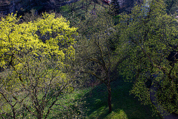 Looking down at the Spring Trees Putting Forth New Growth at the Municipal Park in Luxembourg City, Luxembourg