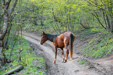 brown horse in the meadow