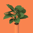 Plant 001