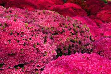 Wall Mural - Azalea flowers at Nezu Shrine, Tokyo, Japan