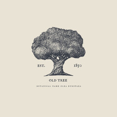 Old tree in engraving style. Hand-drawn long standing tree. Template for design postcard, logo, label. Vintage illustration on a light isolated background.