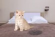 © BillionPhotos.com - Cute gray cat sitting near wet or piss spot on the bed at home interior.