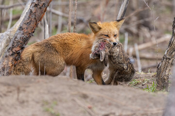 Poster - Red fox with prey eastern cottontail rabbit.