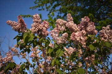 Poster - Lilac Bush