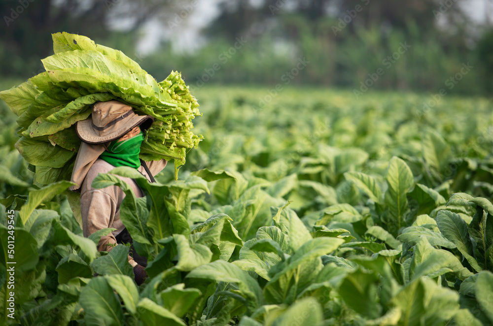 harvest tobacco leaves agriculture holding tobacco leaves in the harvest season Farmer collecting tobacco  leaves Farmers grow tobacco in tobacco plantations. Stock Photo