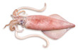 Fresh squid isolated on white background, Squid isolated on white with clipping path.