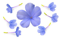 Blue Plumbago Flower Isolated On White Background, Plumbago Or Cape Leadwort Flower Bouquet On White With Clipping Path.