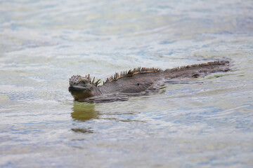 Poster - Iguana swimming near Mokoli'i island, Galapagos National Park